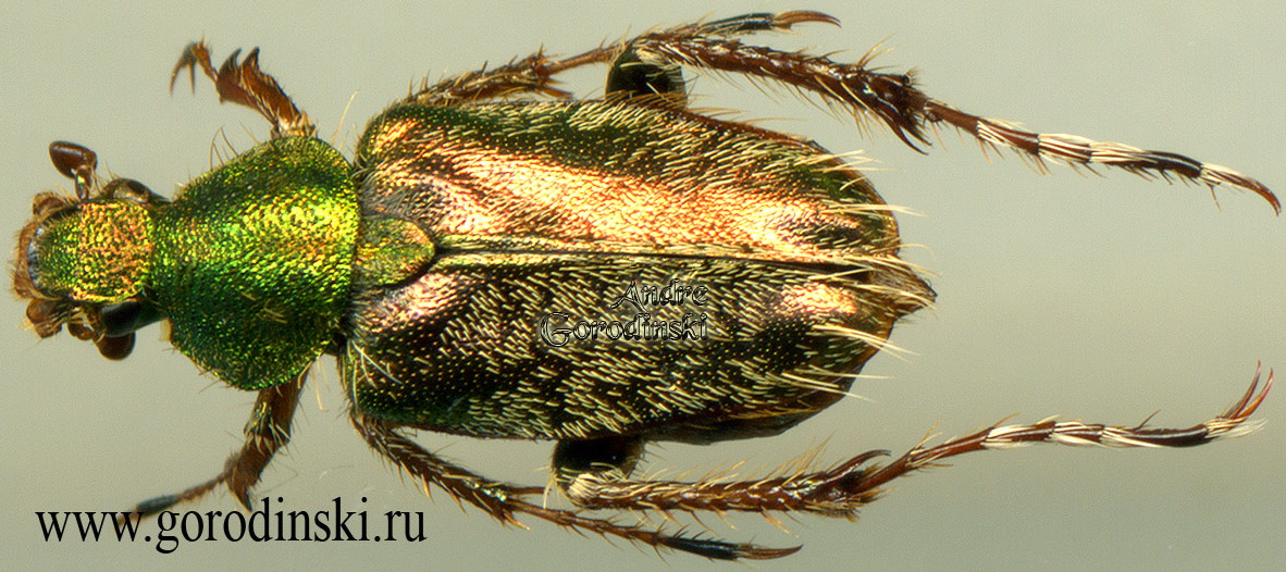 http://www.gorodinski.ru/scarabs/Amphicoma sp.1.jpg